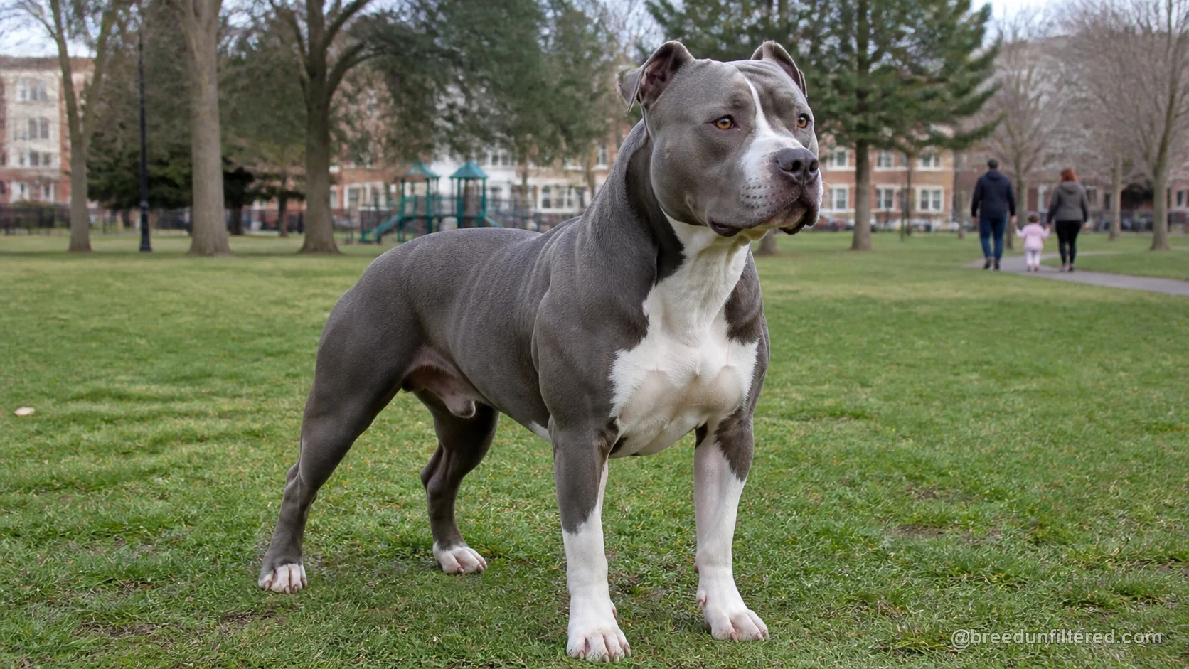 American Staffordshire Terrier