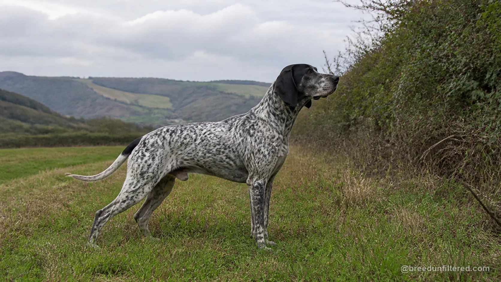 Auvergne Pointer