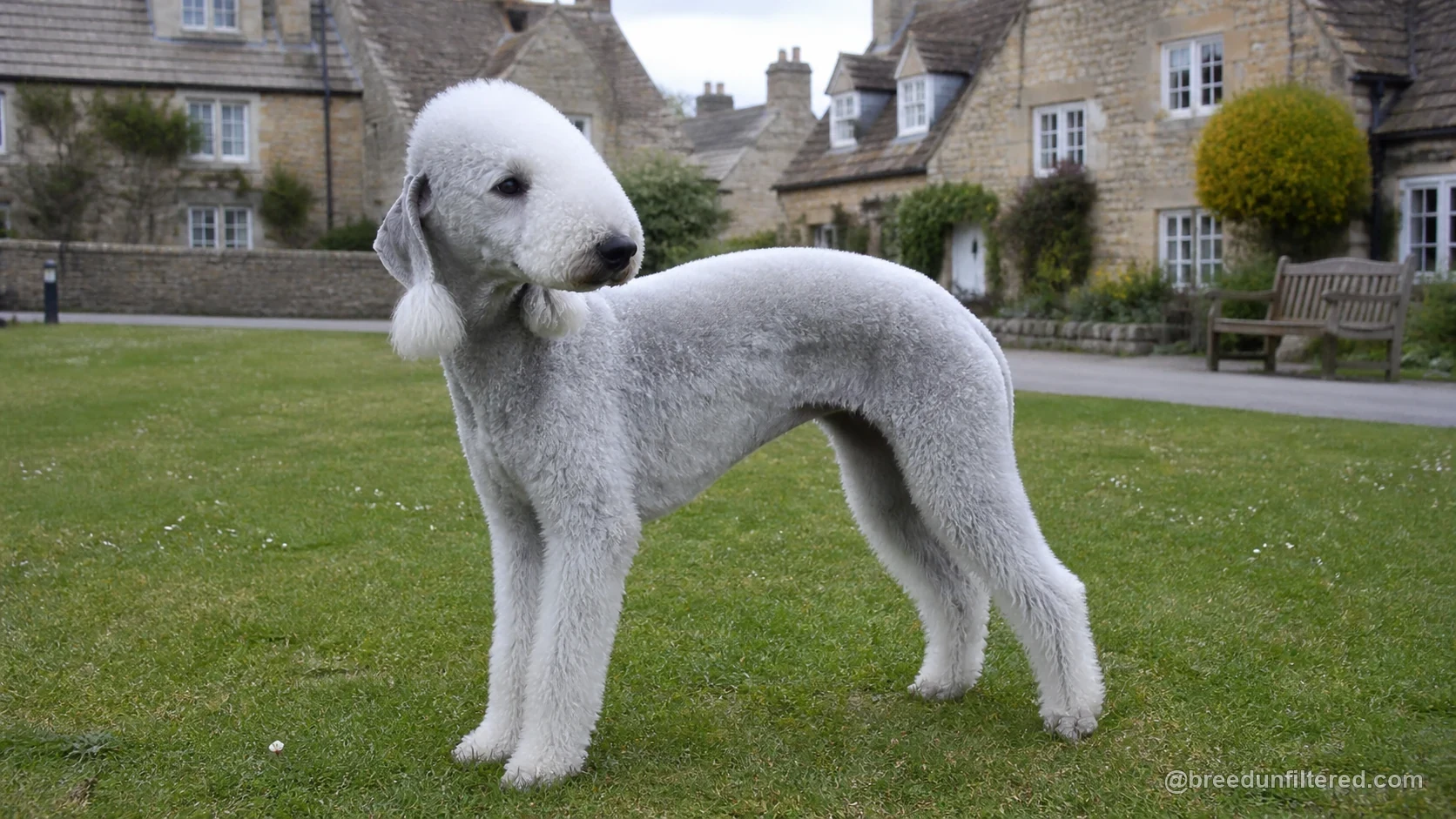 Bedlington Terrier