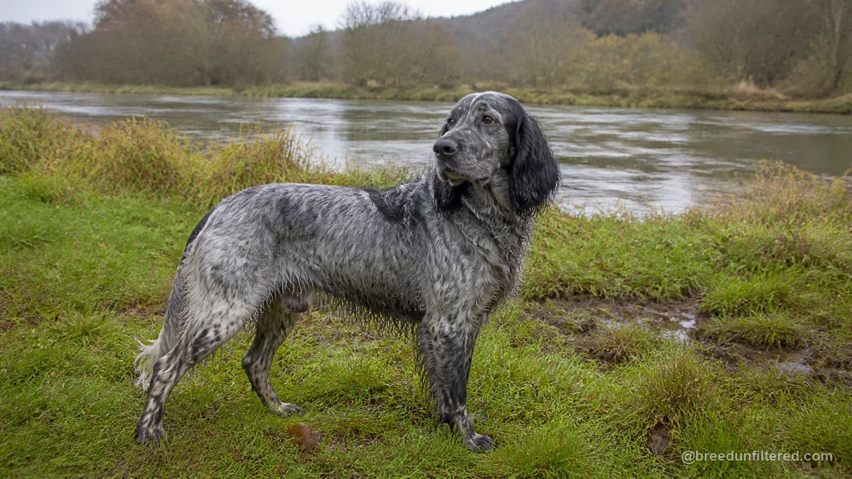 Blue Picardy Spaniel