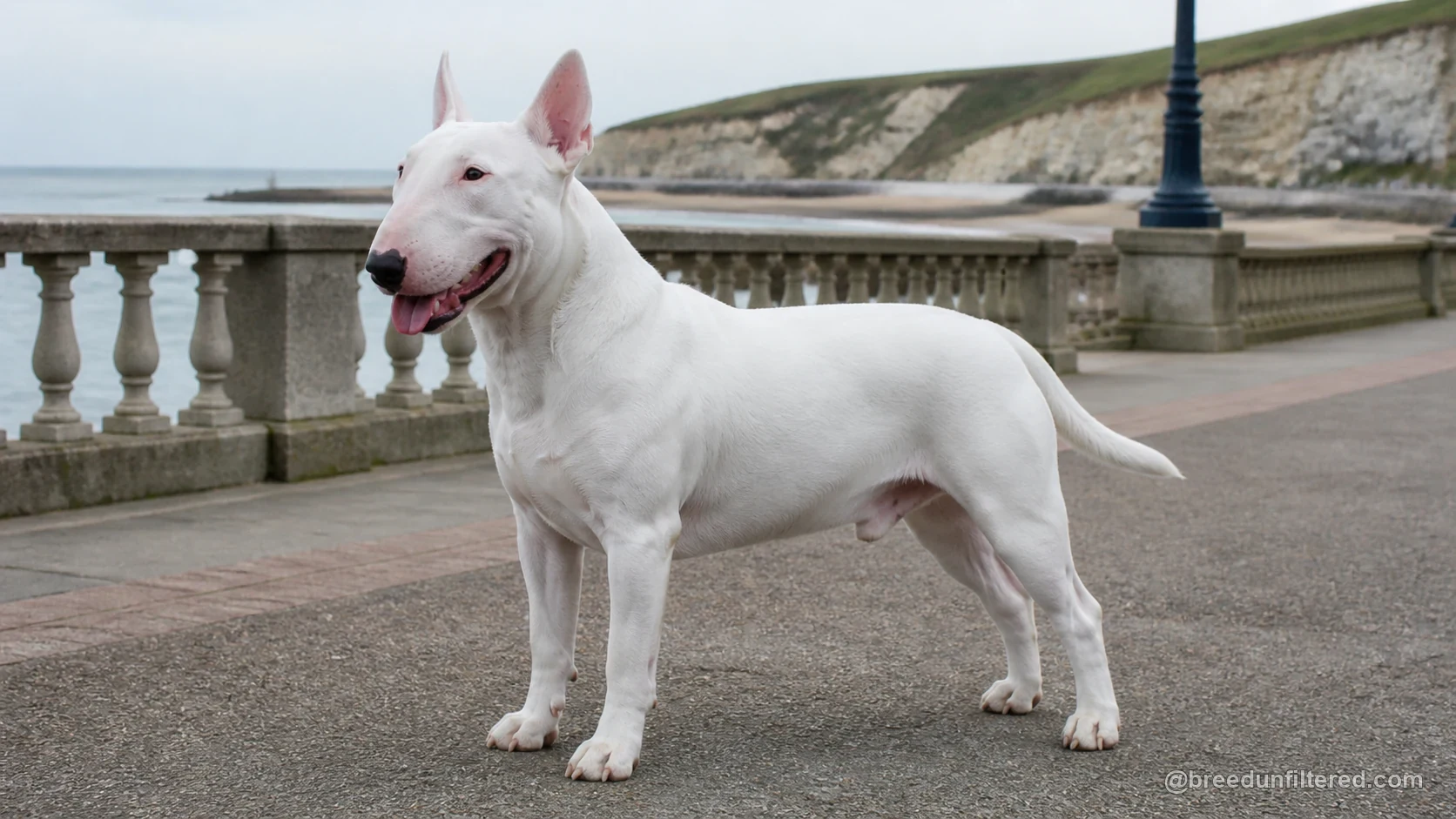 Bull Terrier