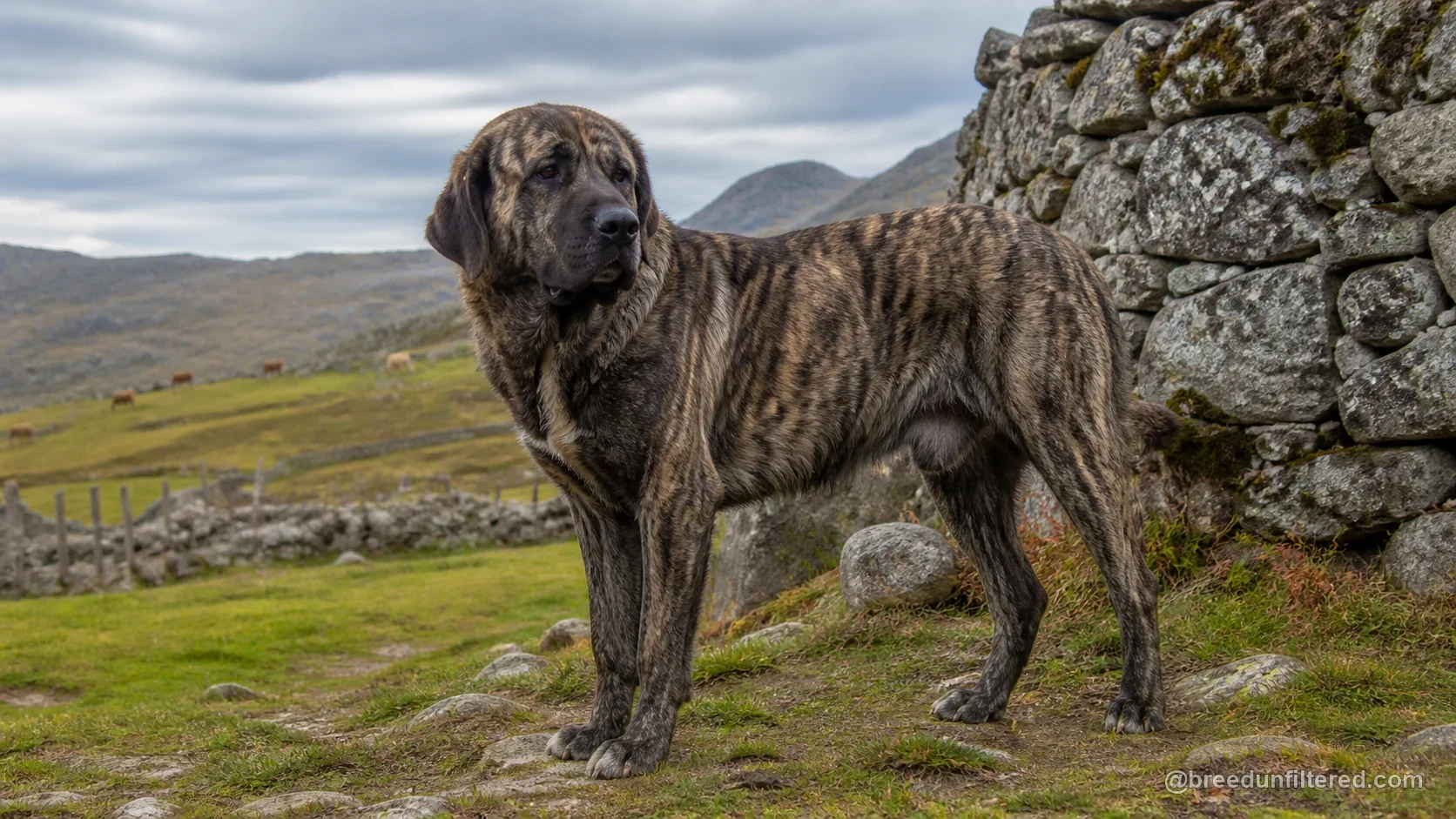 Castro Laboreiro Dog