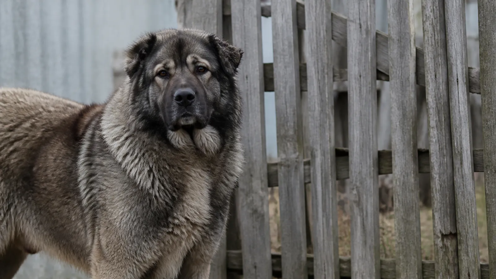 Caucasian Shepherd