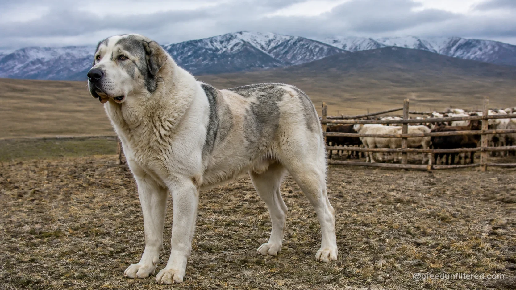 Central Asia Shepherd Dog