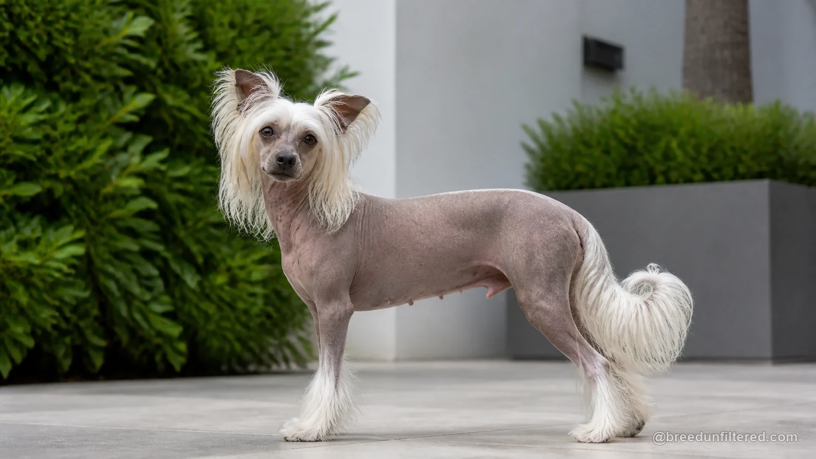 Chinese Crested Dog