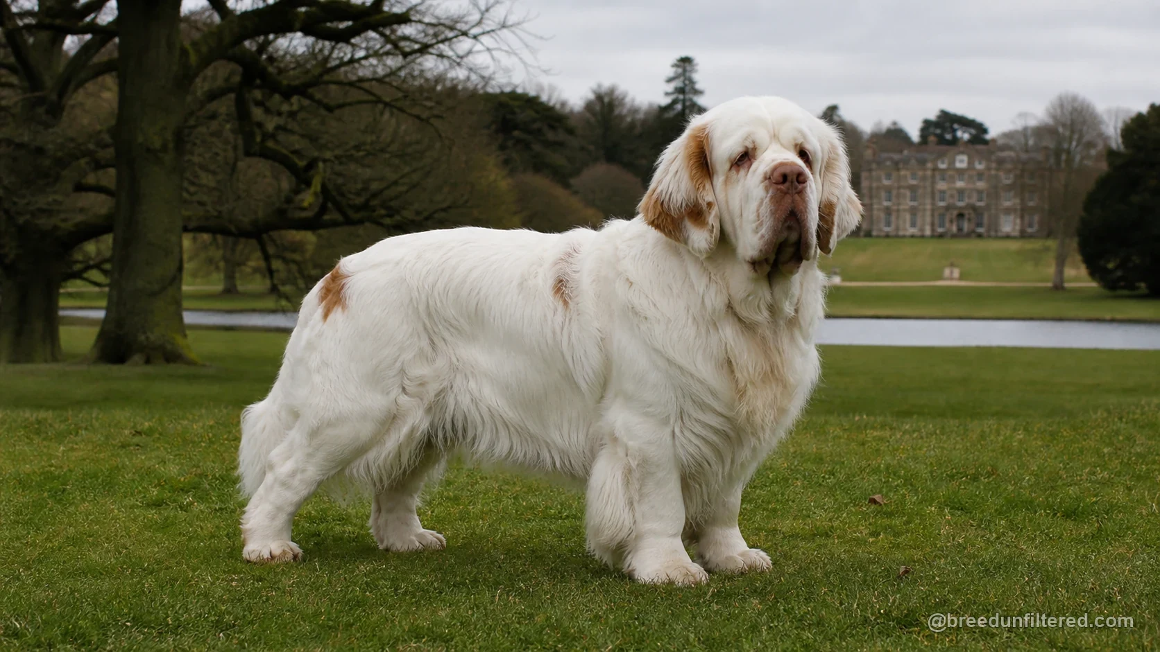Clumber Spaniel
