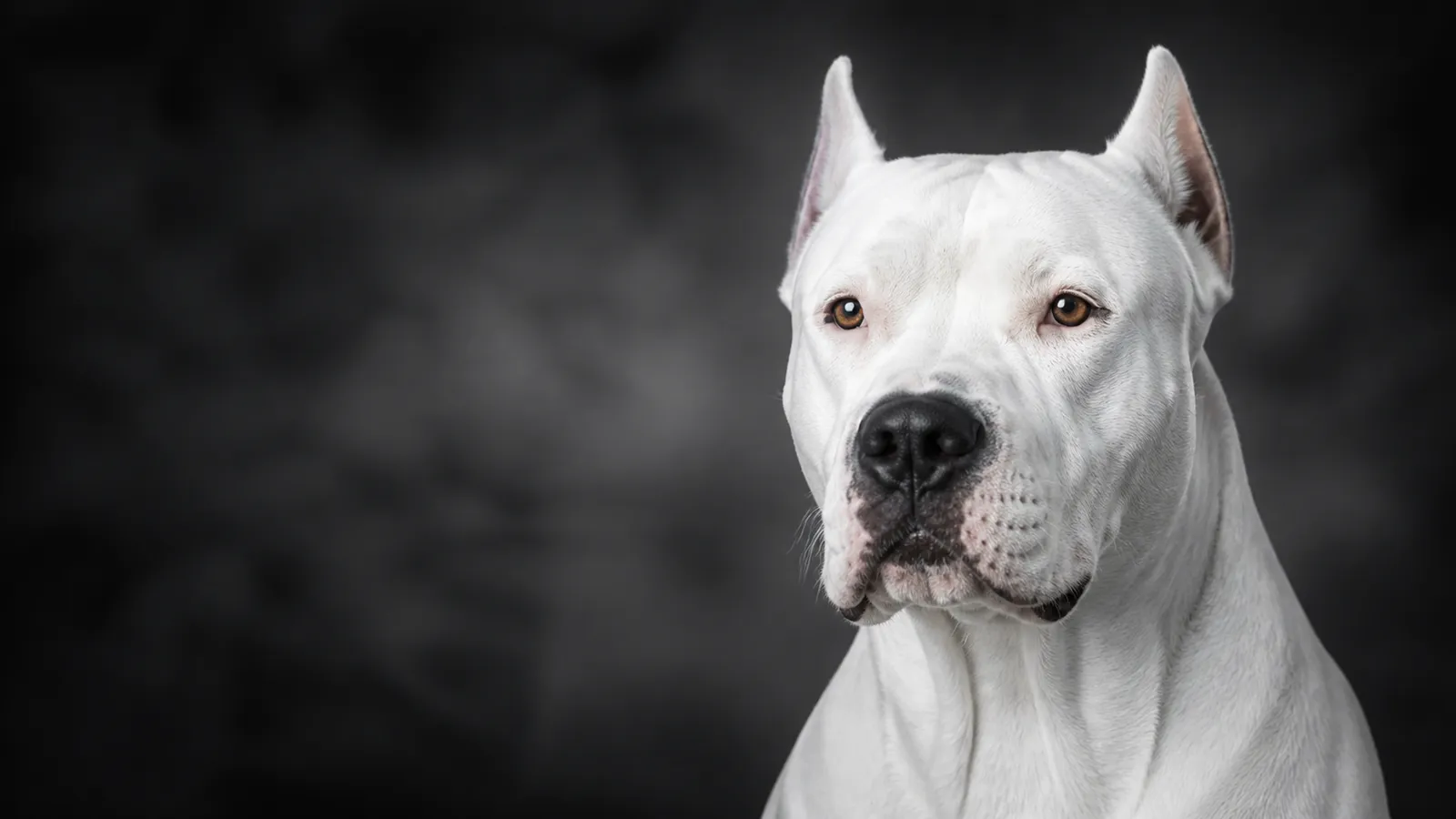 Dogo Argentino