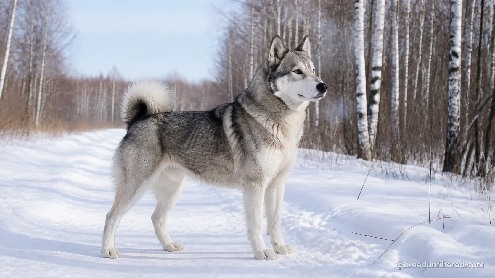 East Siberian Laika