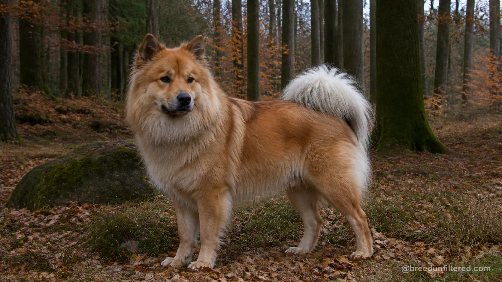 Eurasian
