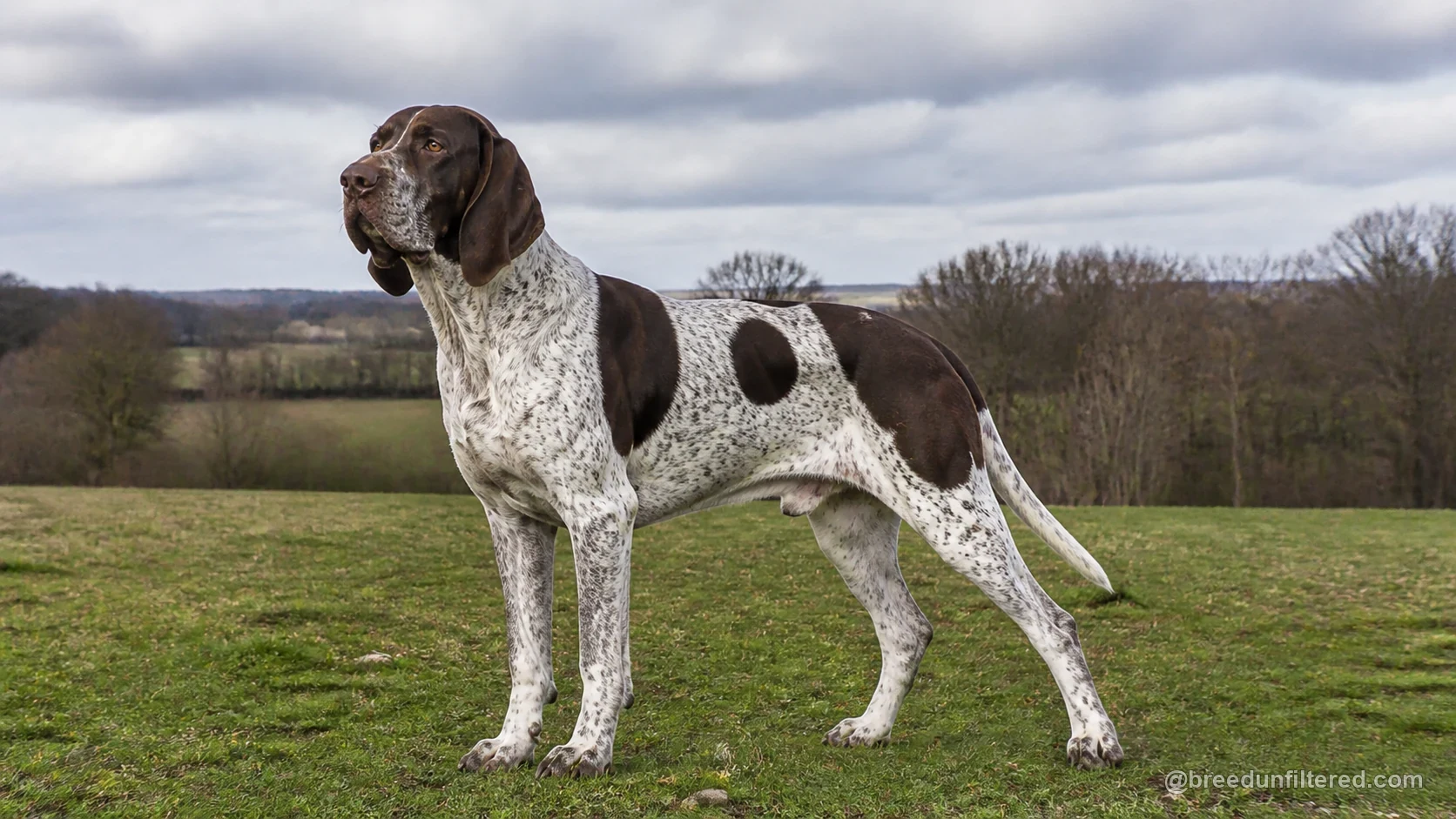 French Pointing Dog - Gascogne Type