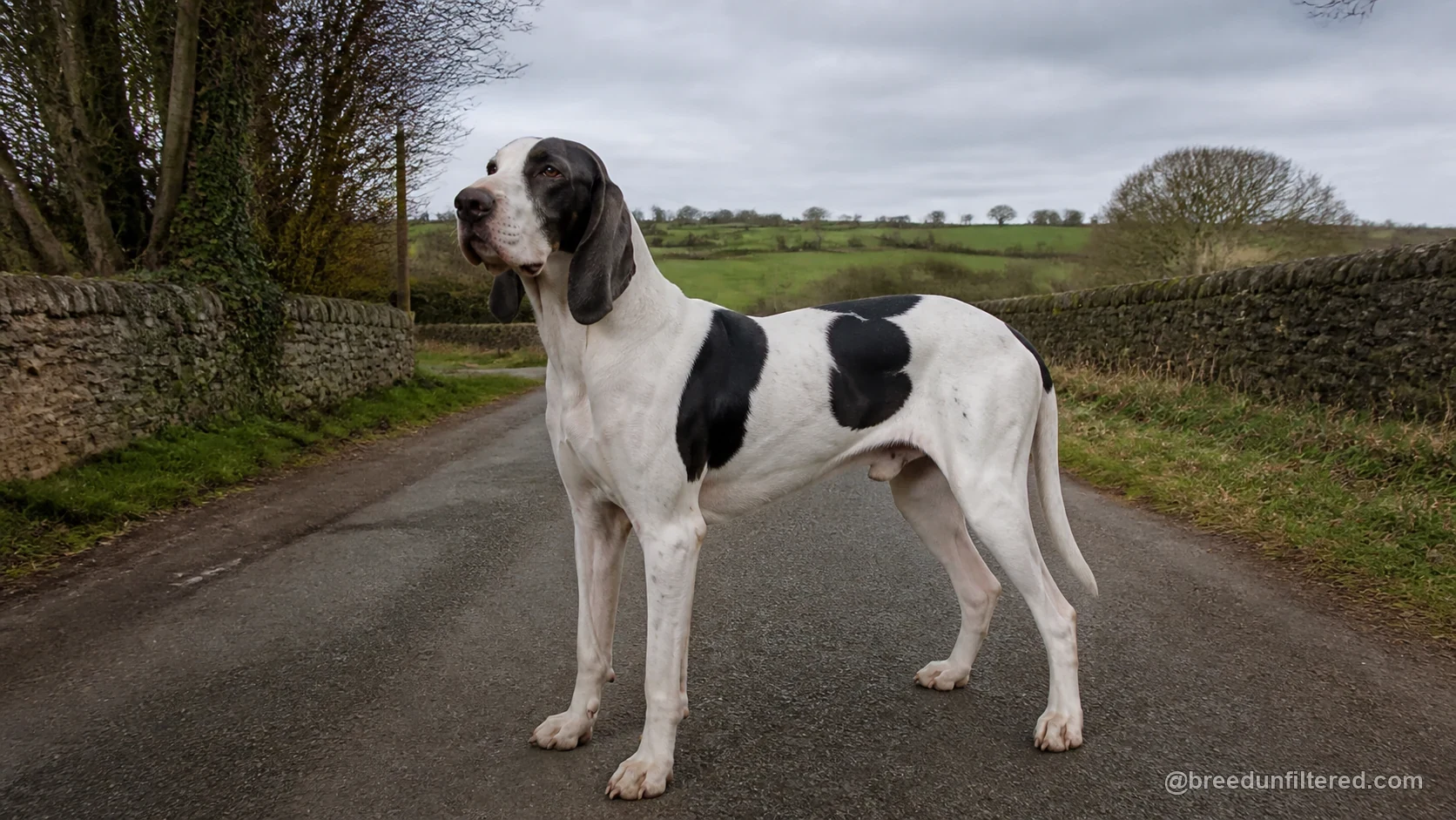 French White & Black Hound
