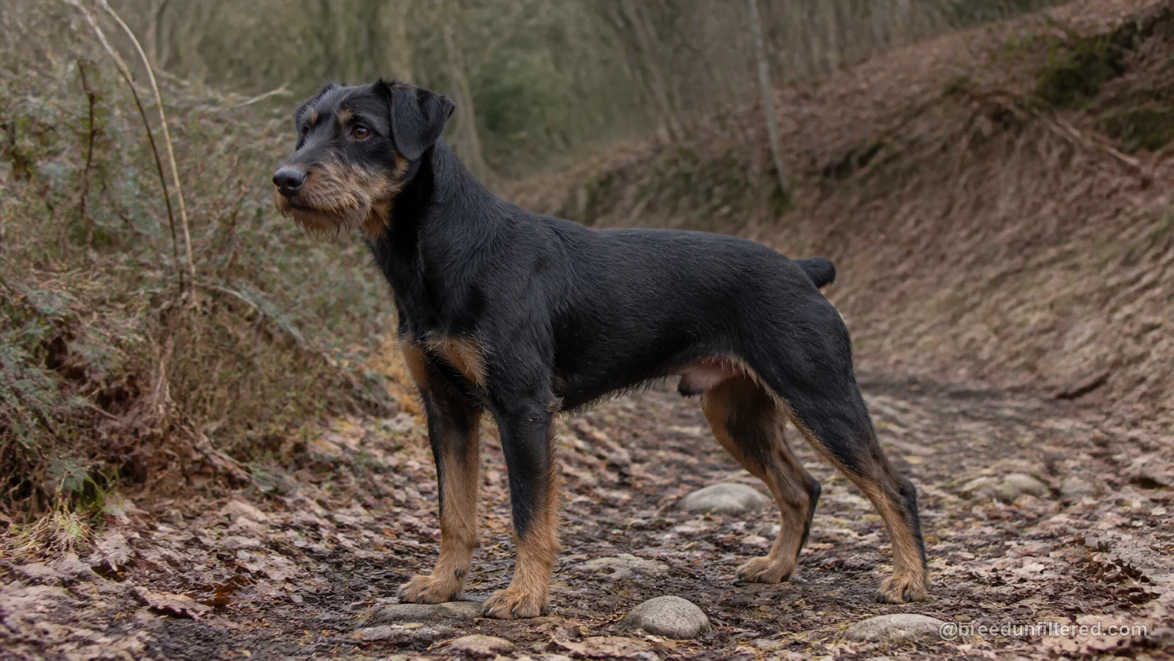 German Hunting Terrier