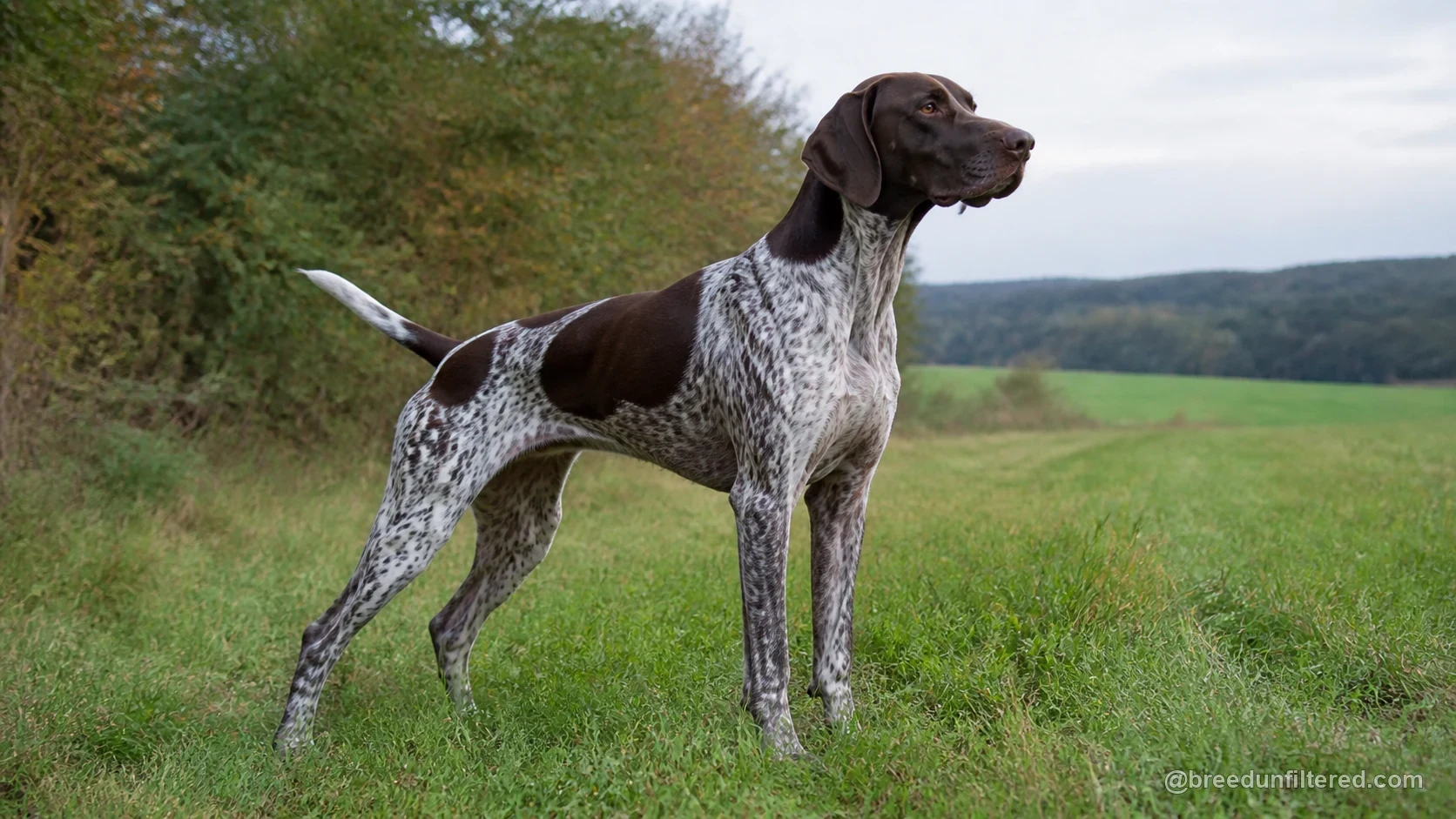 German Short- Haired Pointing Dog