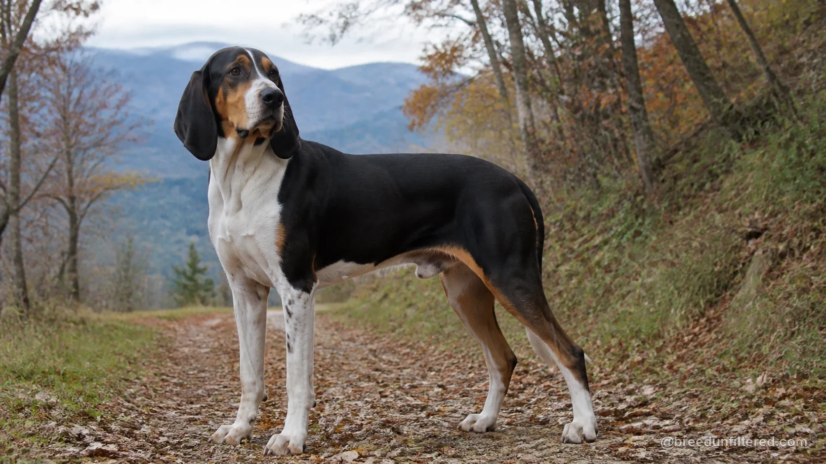 Great Anglo-French Tricolour Hound