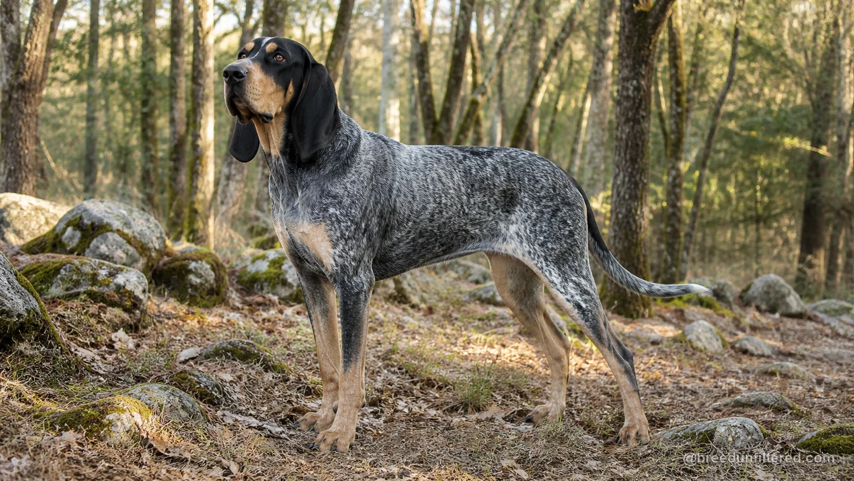 Great Gascony Blue