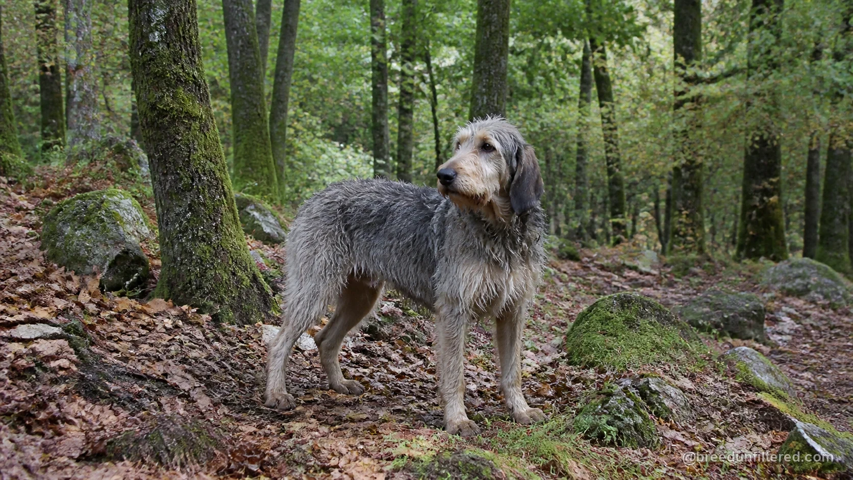 Griffon Nivernais