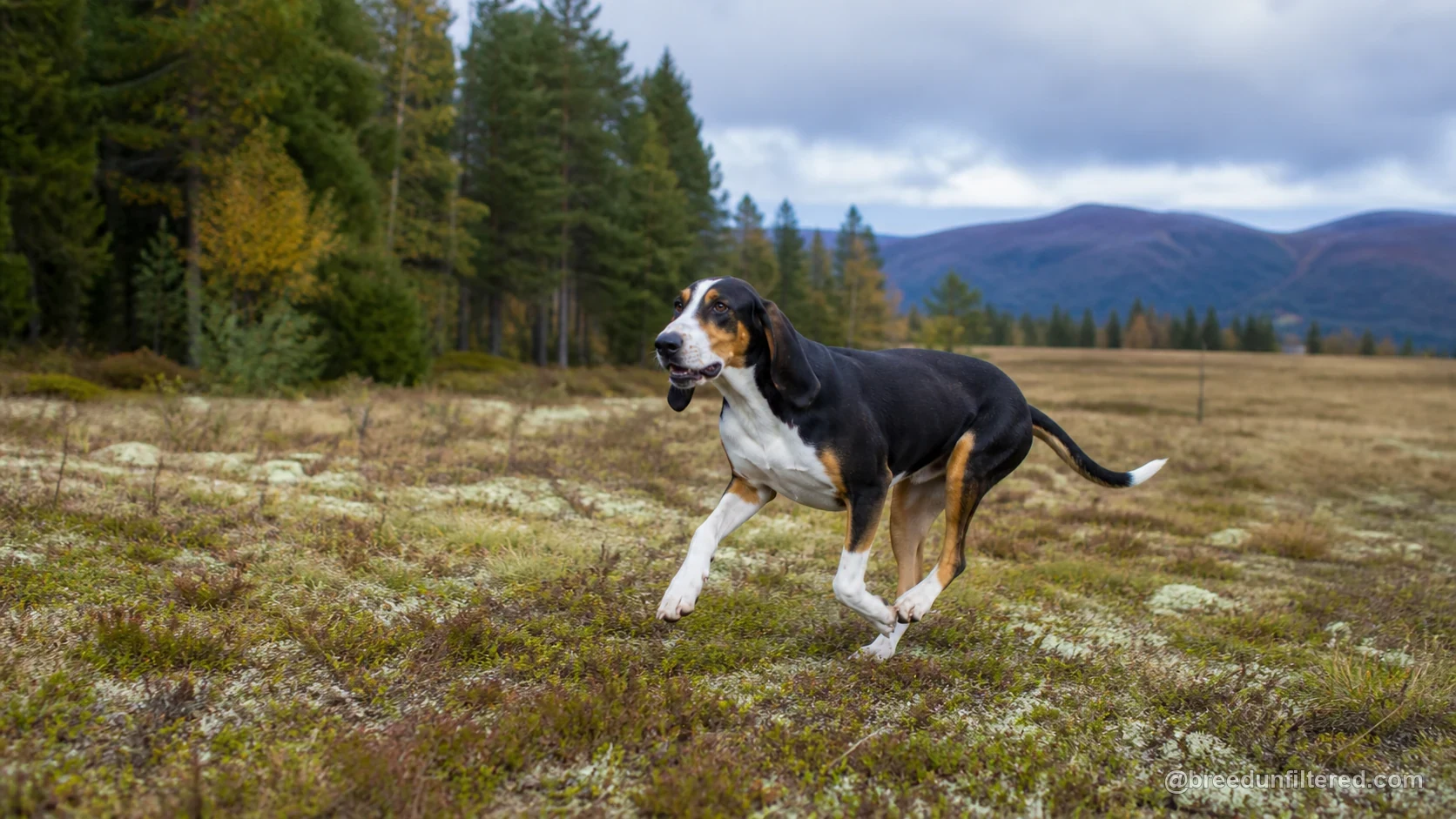 Halden Hound