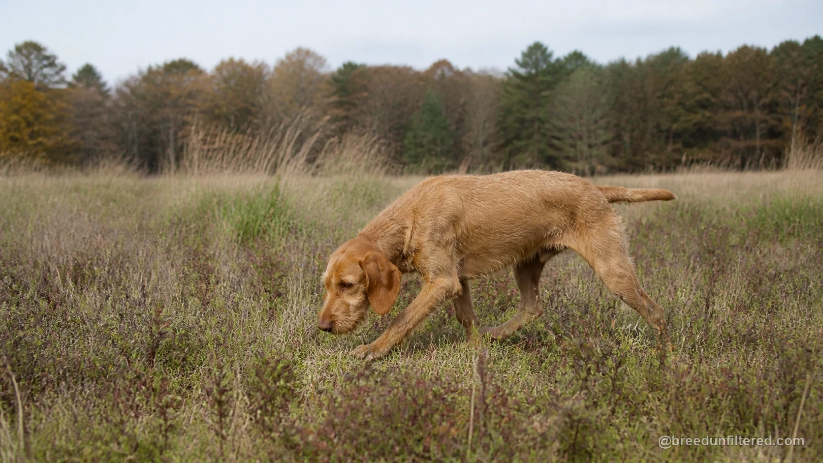 Hungarian Wire-Haired Pointer