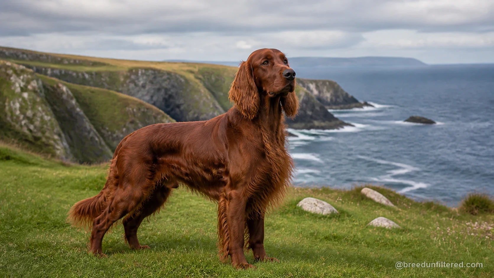 Irish Red Setter