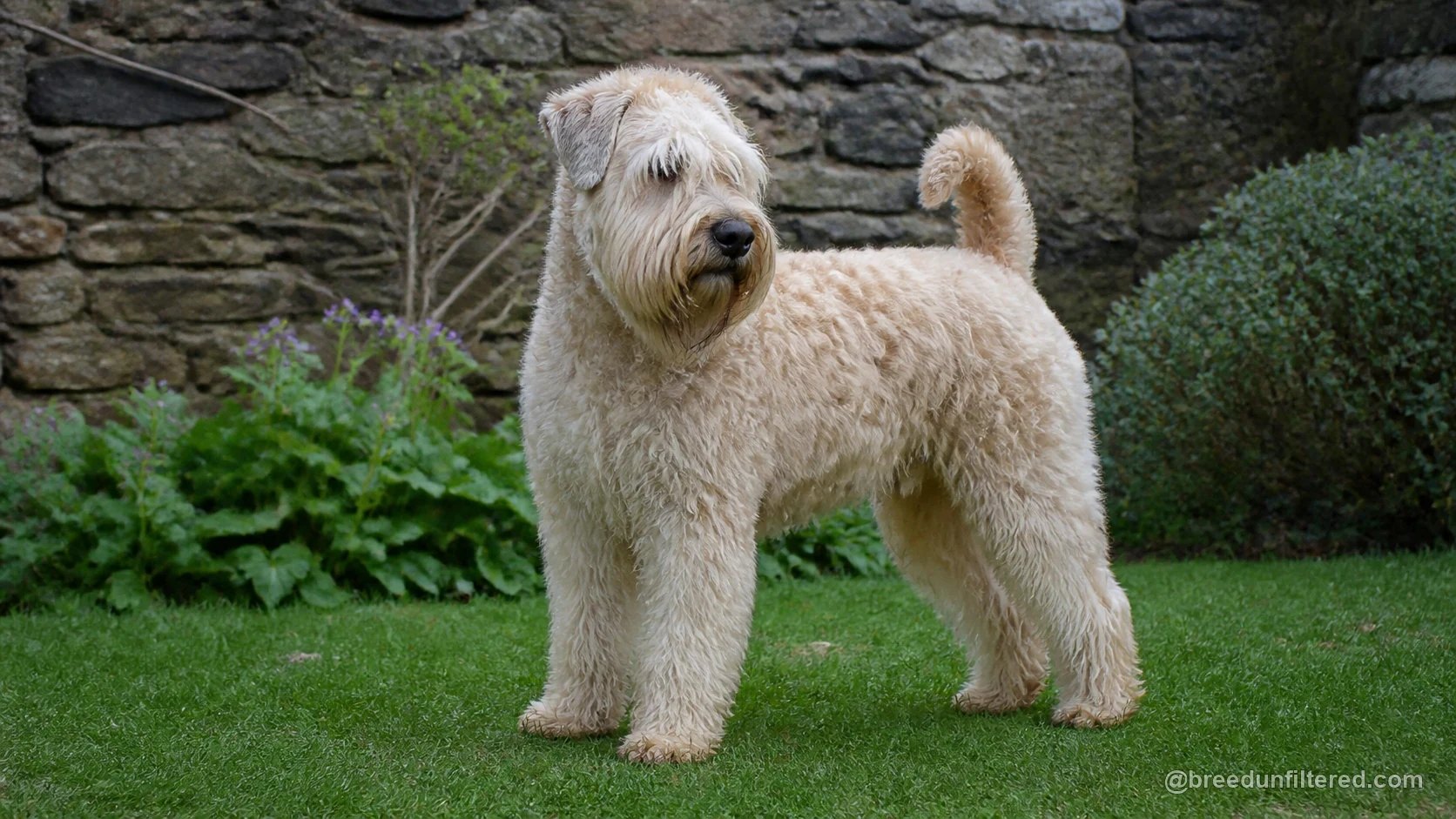 Irish Soft Coated Wheaten Terrier