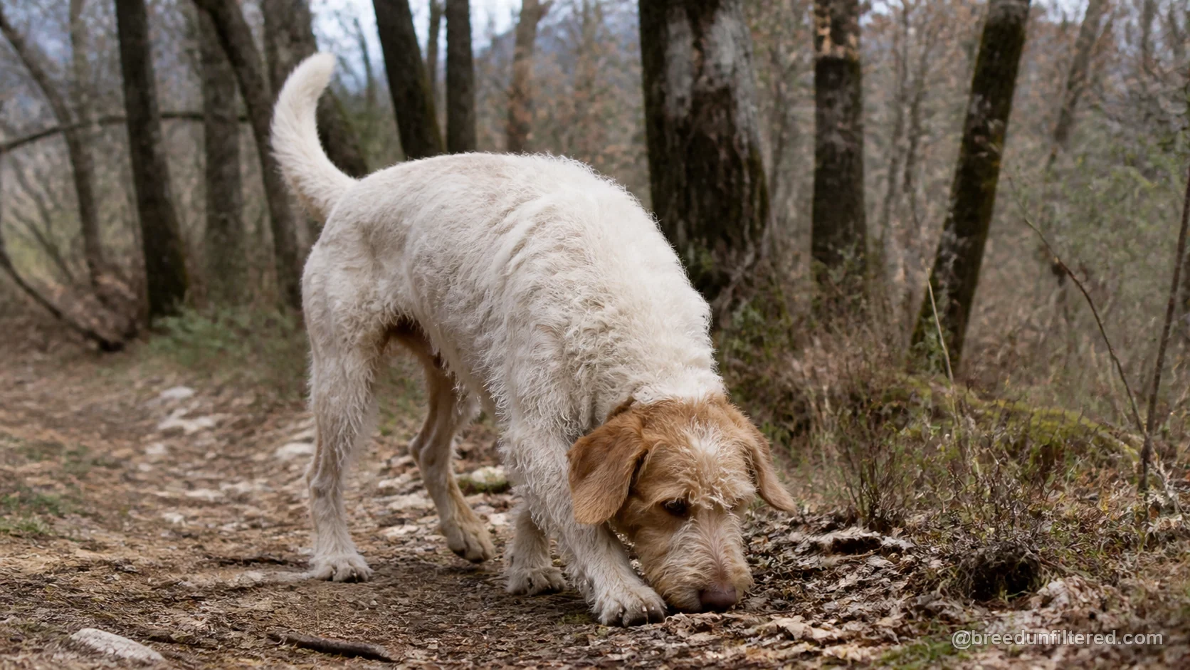 Istrian Wire-Haired Hound