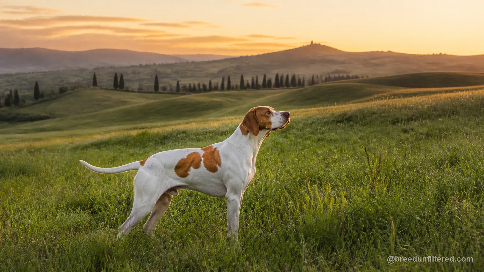 Italian Pointing Dog