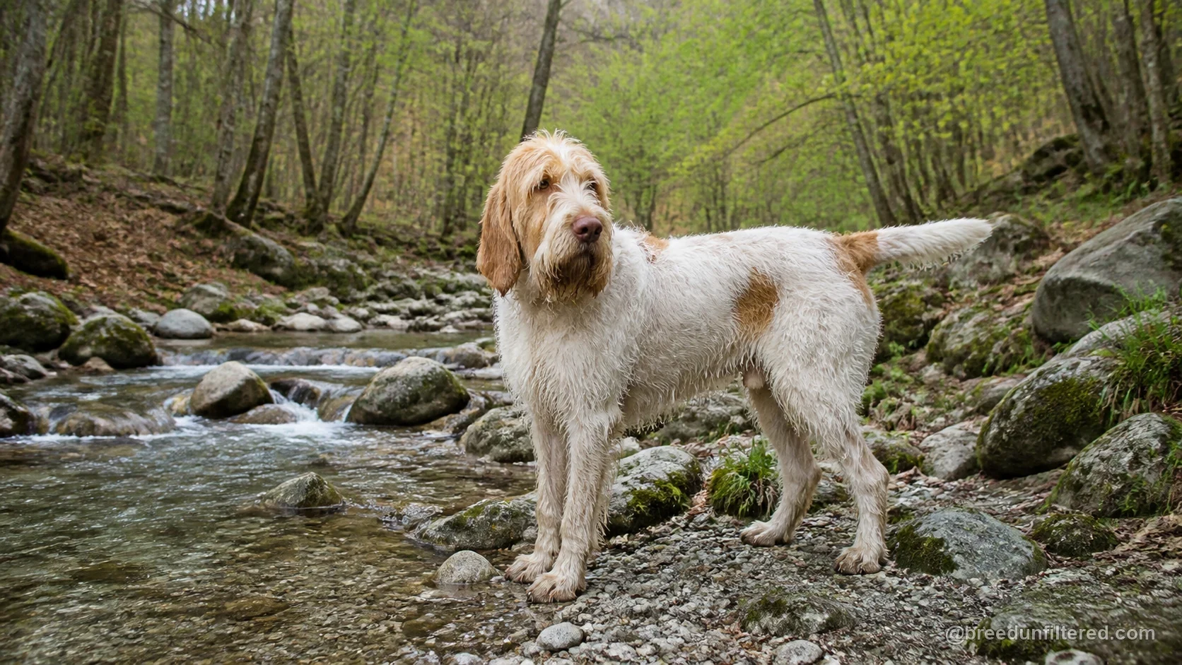 Italian Spinone