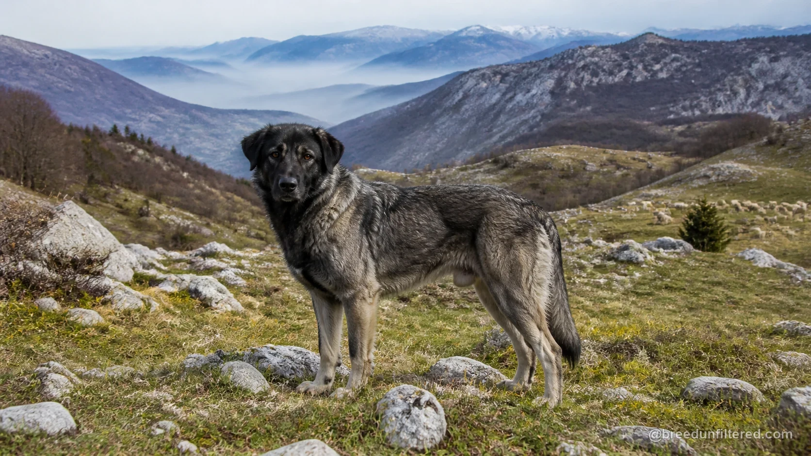 Karst Shepherd Dog