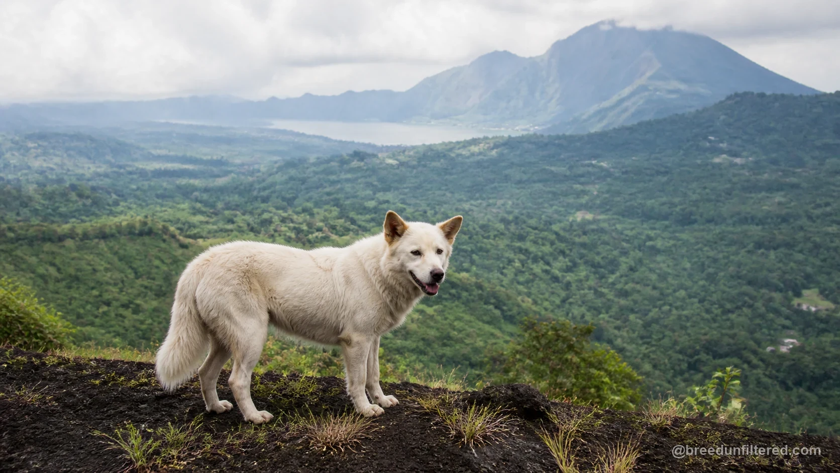 Kintamani-Bali Dog