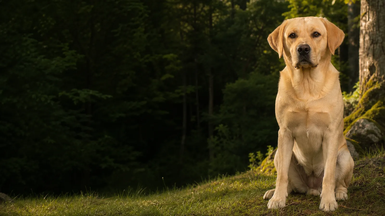 Labrador Retriever
