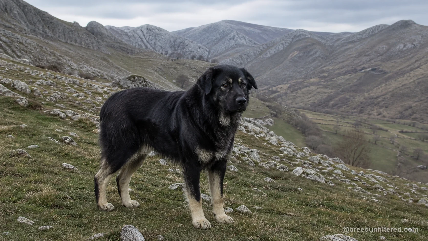 Macedonian Shepherd Dog Karaman breed guide