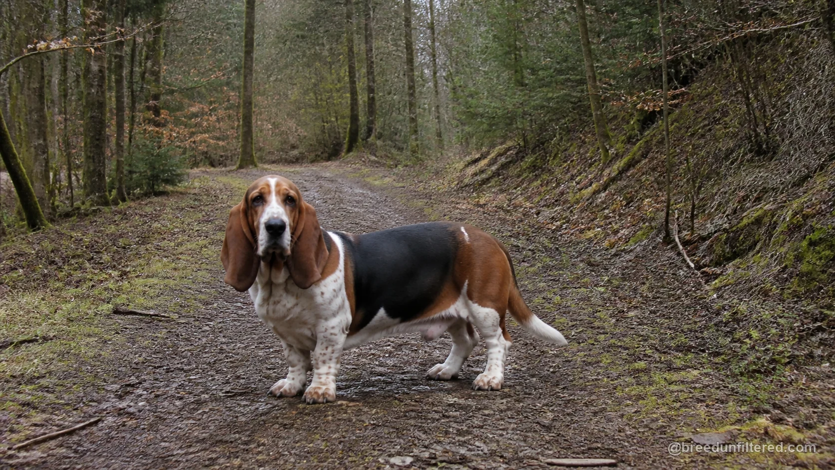 Norman Artesien Basset