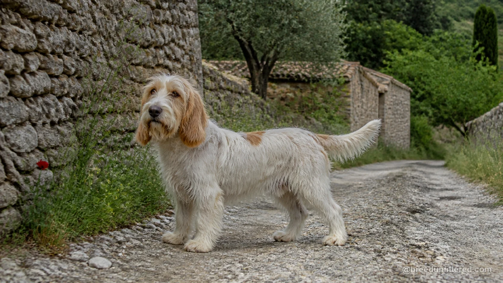 Petit Basset Griffon Vendeen
