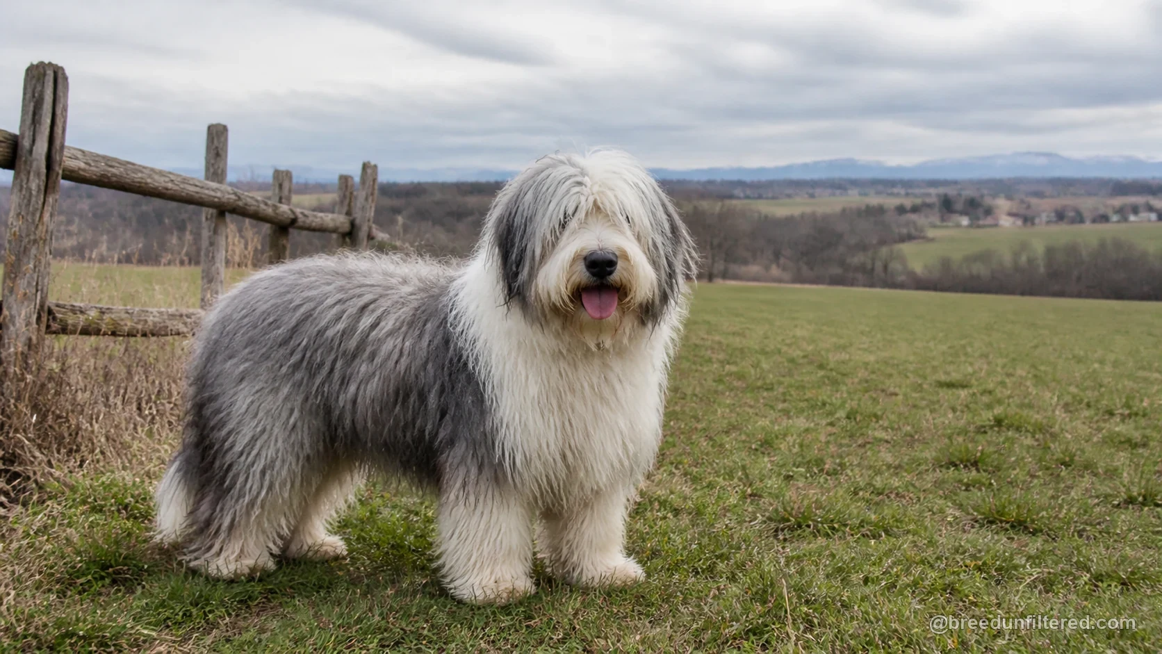 Polish Lowland Sheepdog