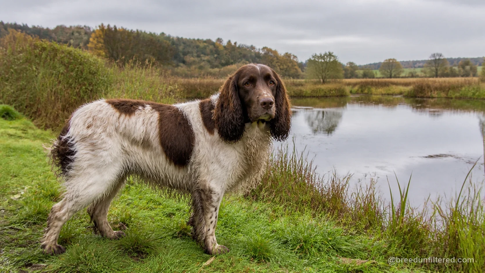 Pont-Audemer Spaniel