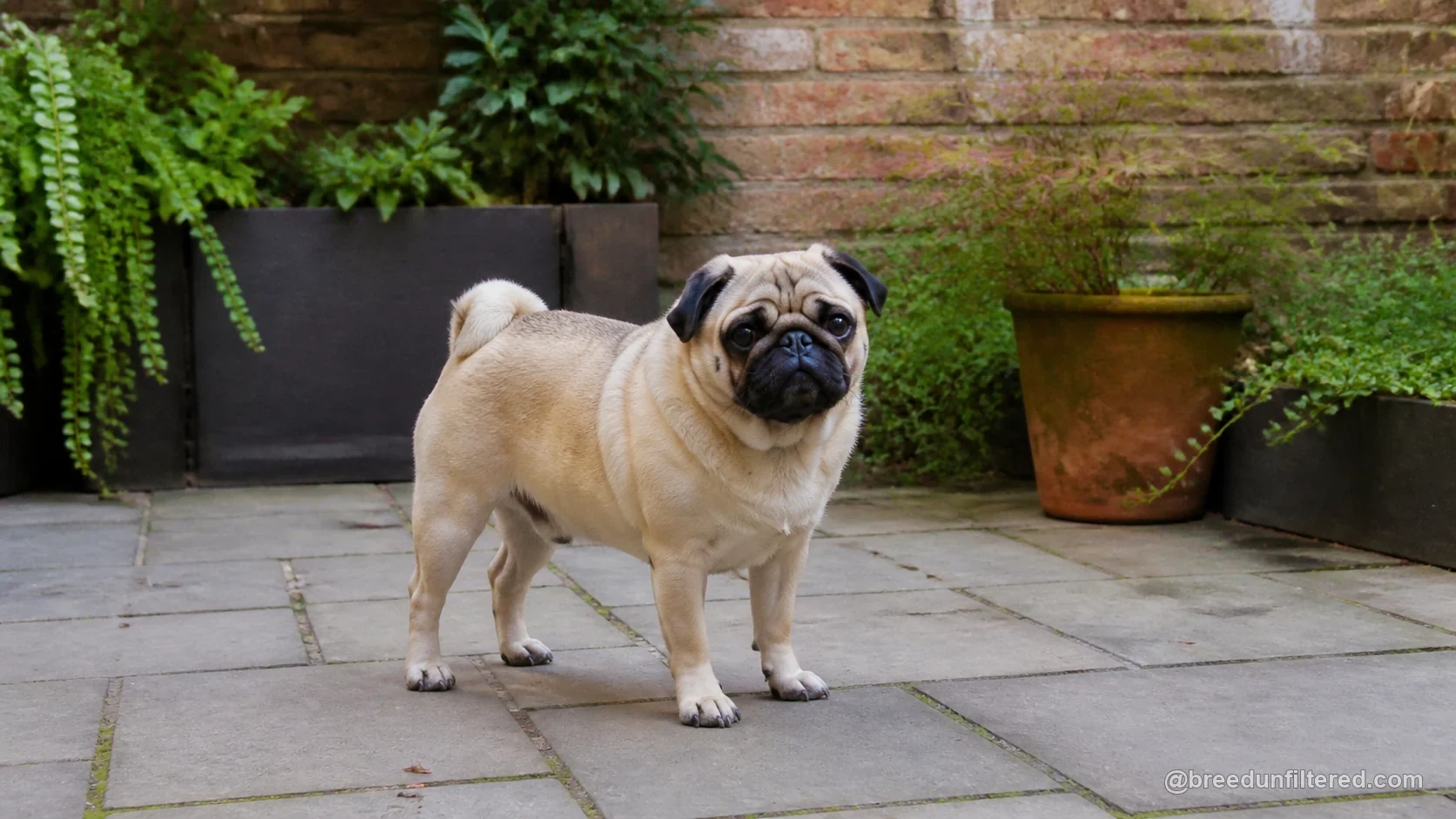 Pug Breed Guide Rassenleitfaden