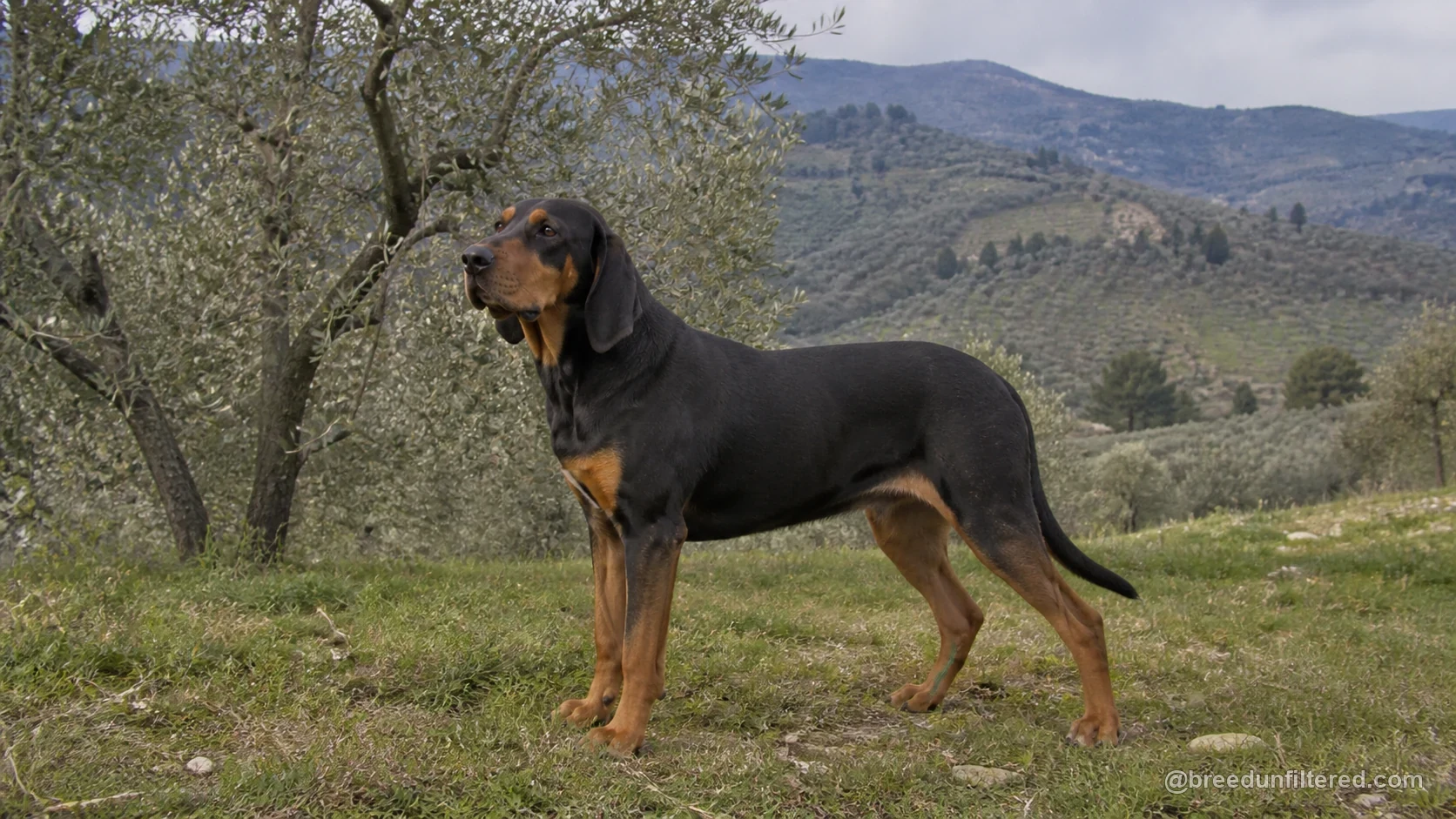 Segugio Maremmano