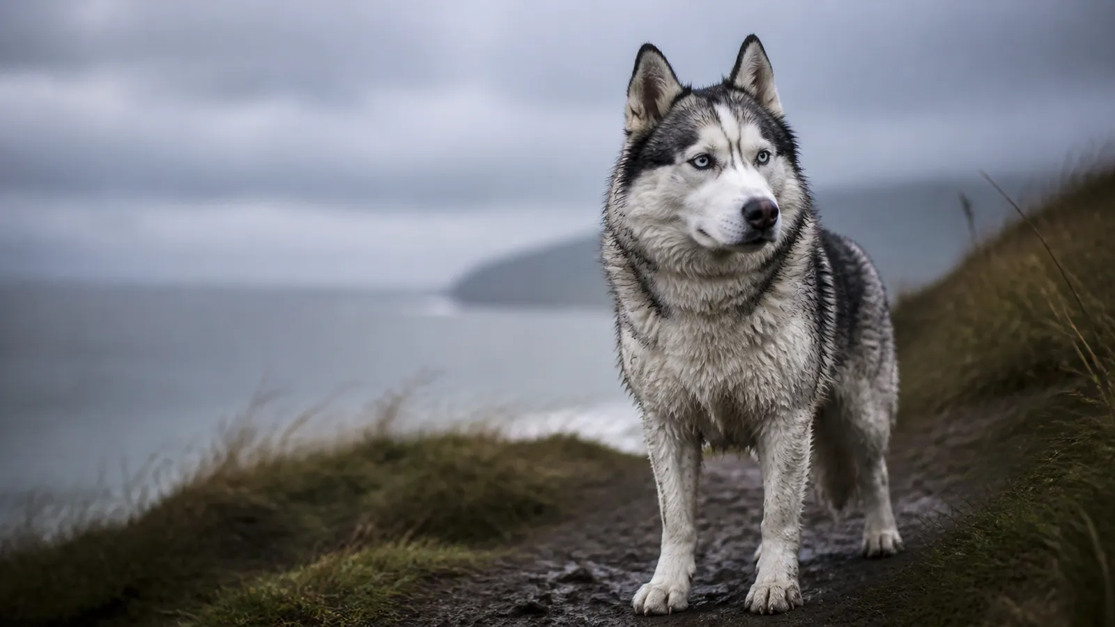 Siberian Husky breed guide