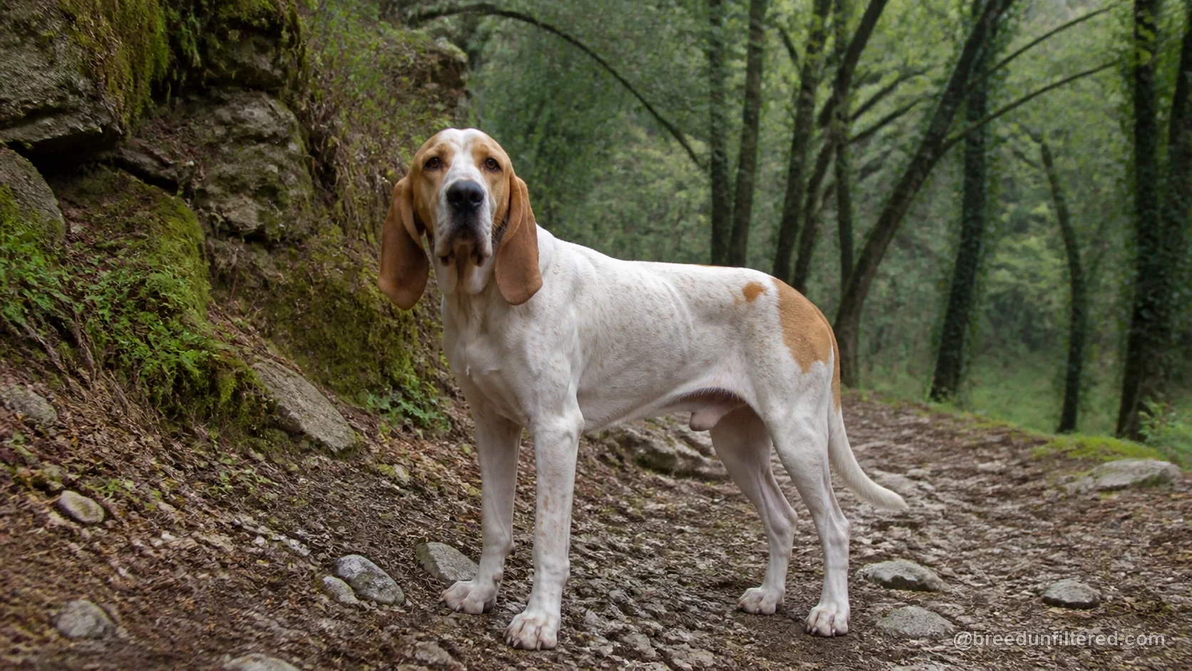 Spanish Hound