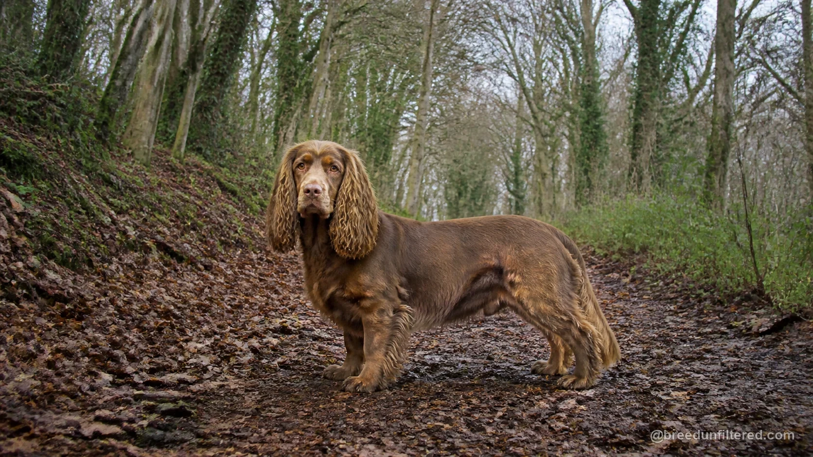 Sussex Spaniel