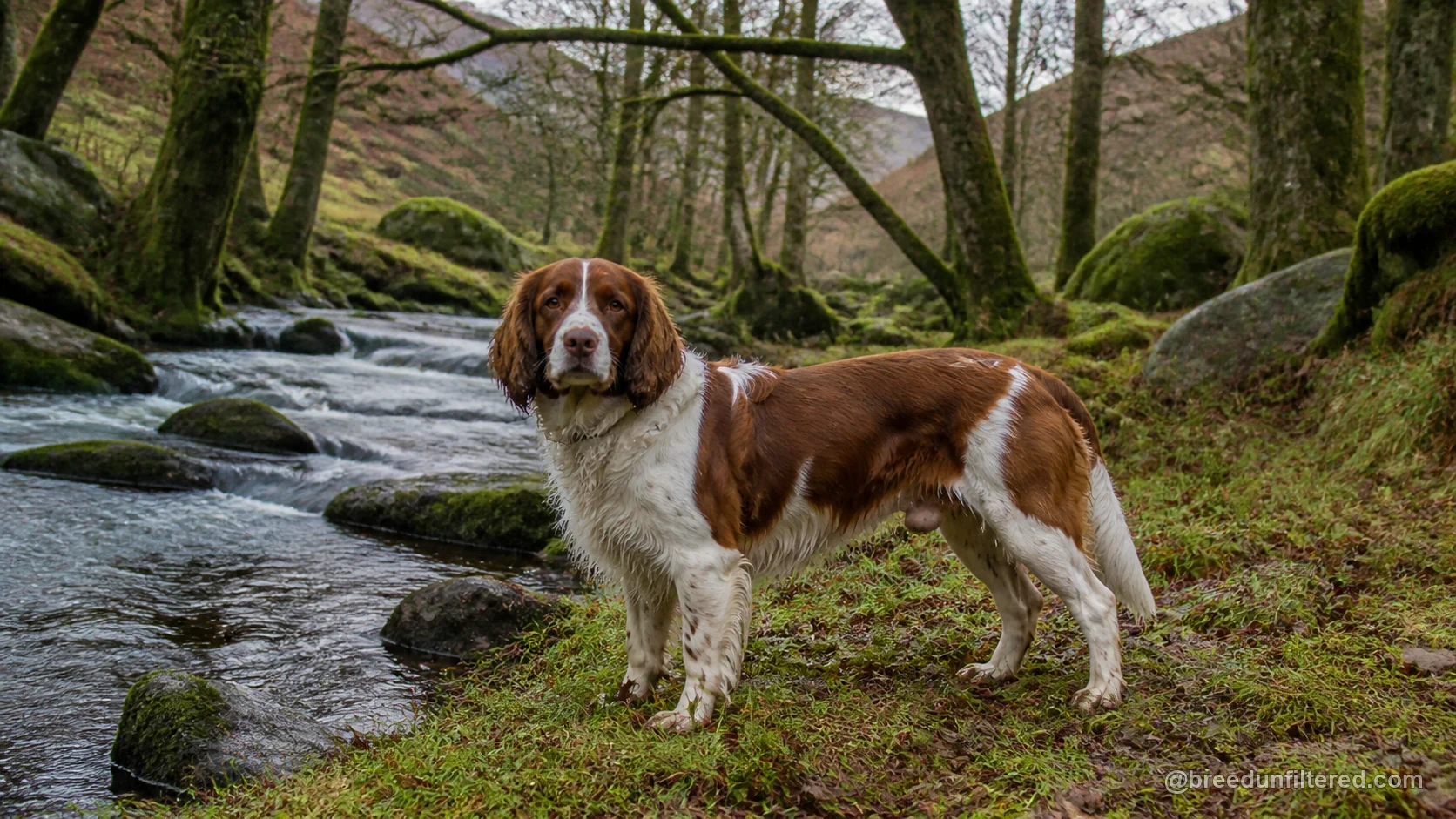 Welsh Springer Spaniel