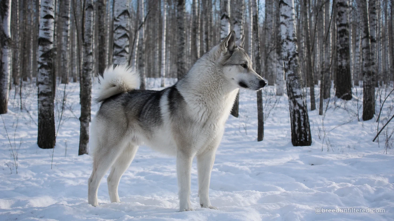 West Siberian Laika