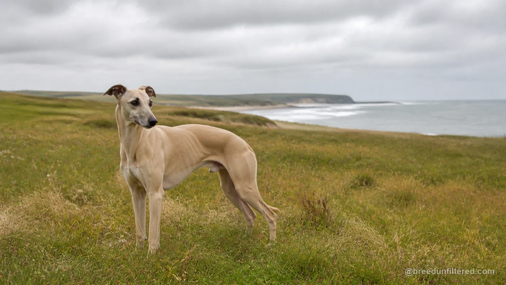 Whippet