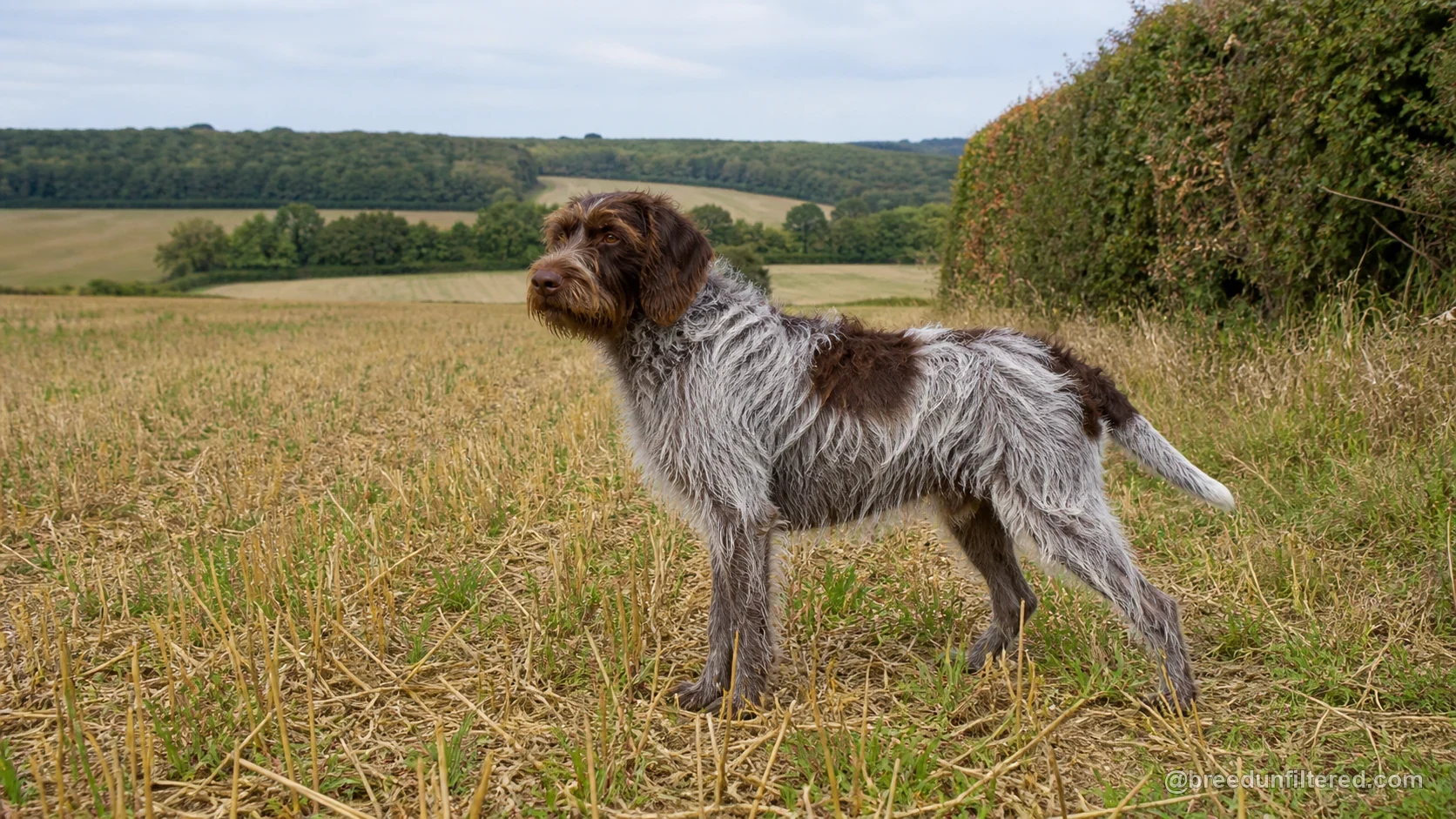 Wire-Haired Pointing Griffon Korthals