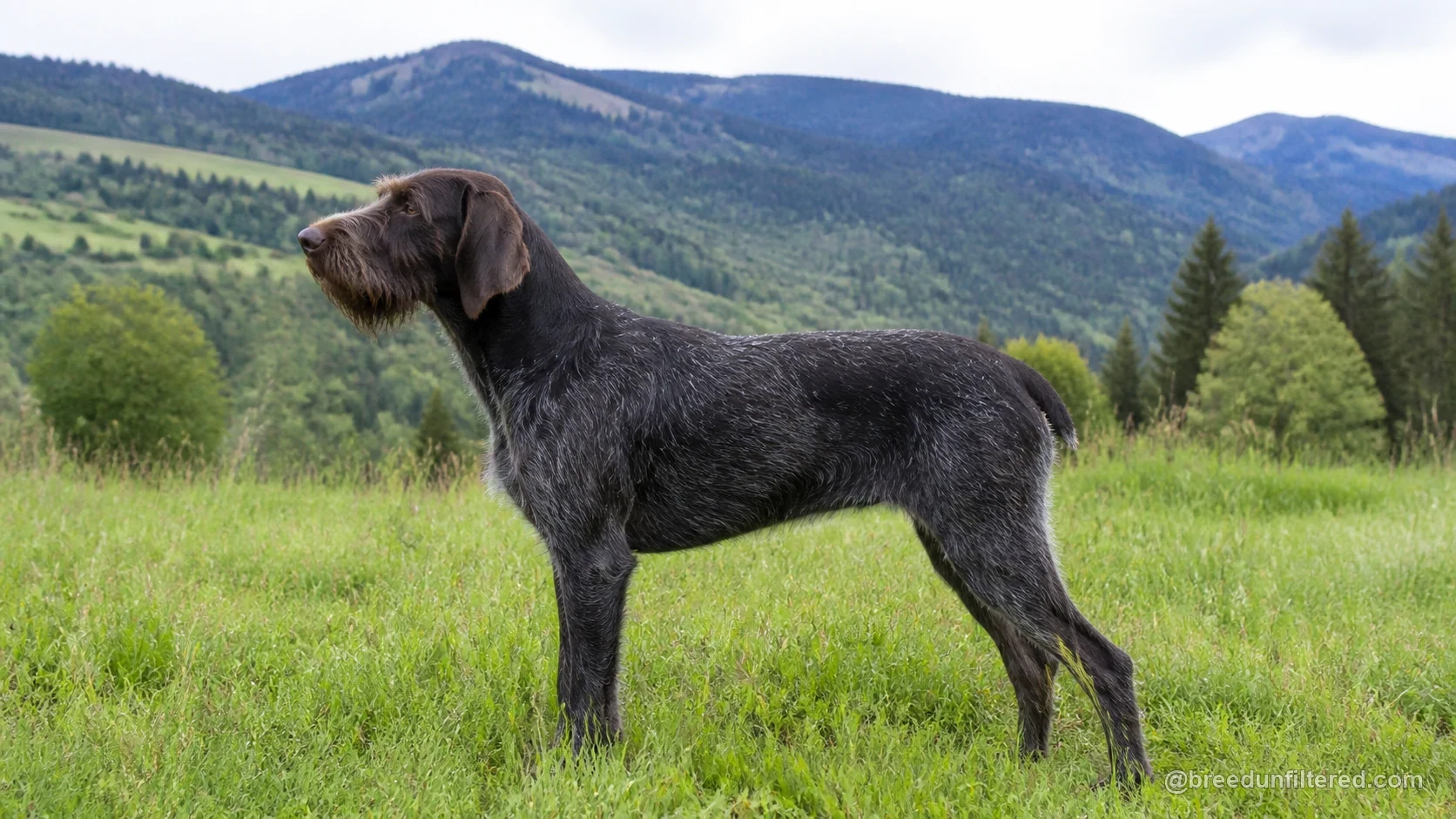 Wirehaired Slovakian Pointer
