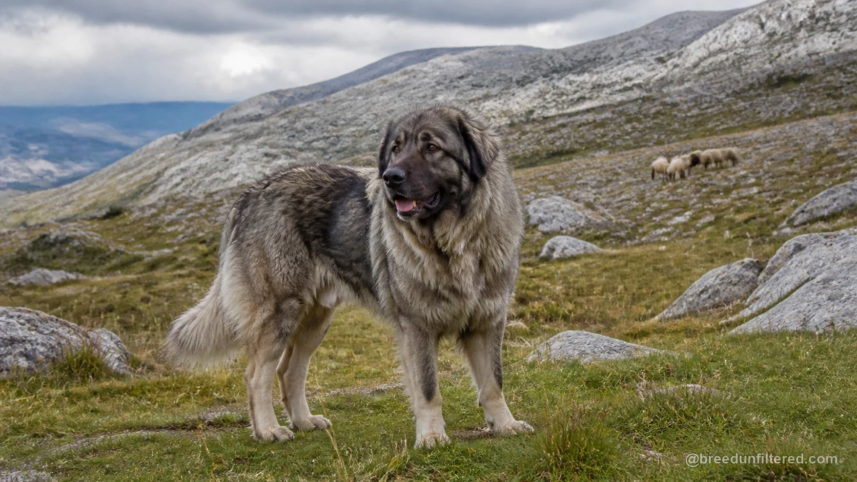 Yugoslavian Shepherd Dog - Sharplanina breed guide